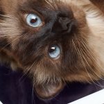 Katze liegt mit dem Kopf auf einem iPad und schaut in die Kamera