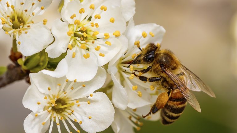 Biene auf kleinen, weißen Blüten Biene auf kleinen, weißen Blüten