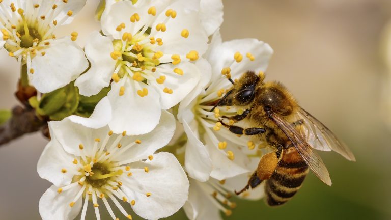 Biene auf kleinen, weißen Blüten
