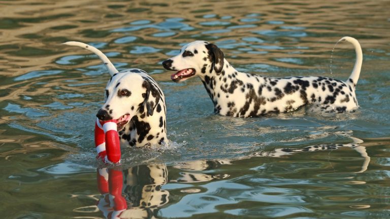 Zwei Dalmatiner spielen im Wasser