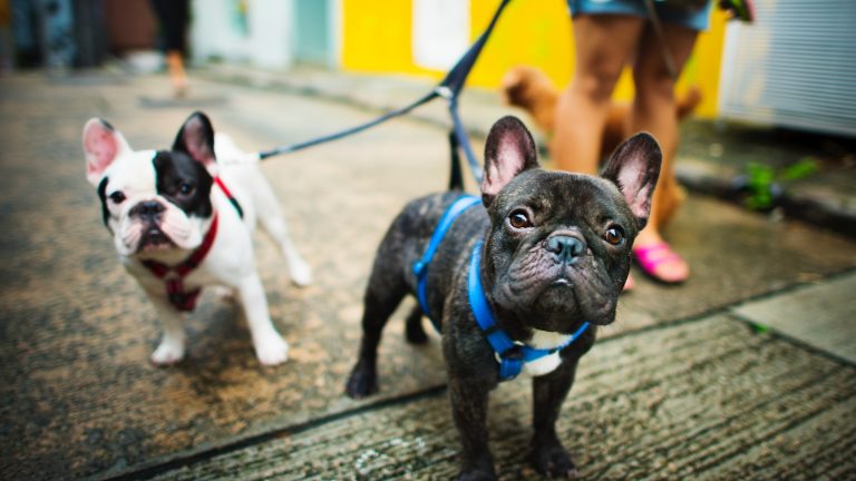 Zwei Französische Bulldoggen gehen an der Leine spazieren