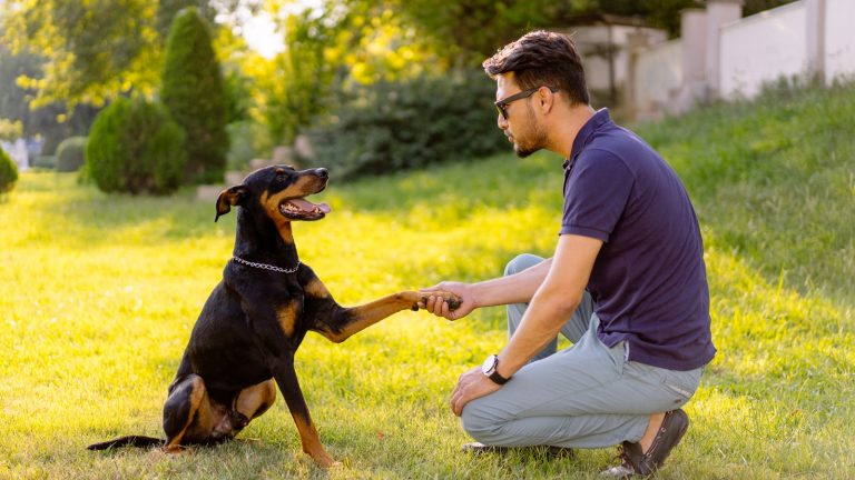 Mit Hunde-App trainiert ein Mann mit seinem Hund Pfote geben