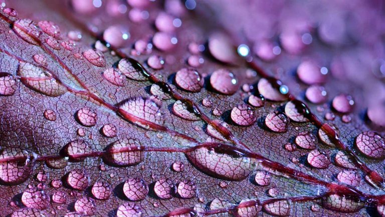 Nahaufnahme von Wassertropfen auf einem Blatt mit einem lilafarbenen Verlaufsfilter