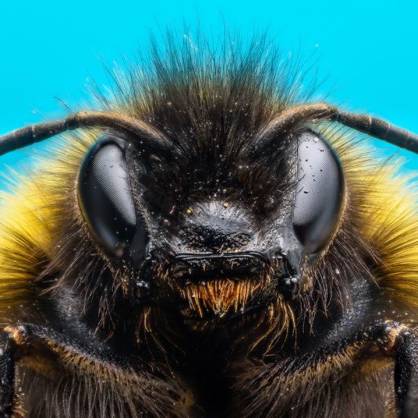 Focus Stacking: So bekommen deine Fotos mehr Tiefensch&auml;rfe