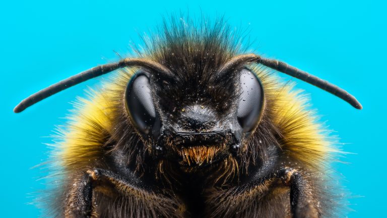 Focus Stacking: So bekommen deine Fotos mehr Tiefensch&auml;rfe