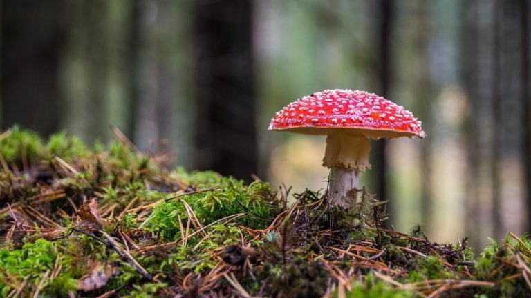 Wald-Fotografie: Details in Szene setzen Wald-Fotografie: Fliegenpilz richtig in Szene setzen