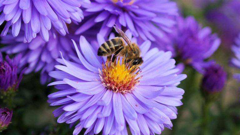 Wald-Fotografie: Makro-Objektiv Nahaufnahme von einer Biene auf einer violetten Blume