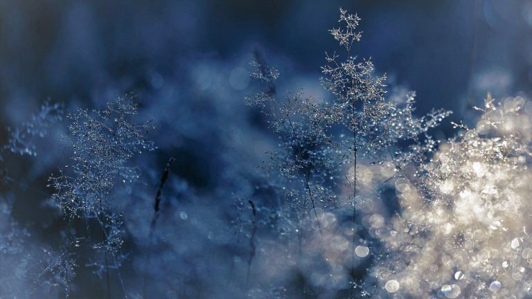 Wald-Fotografie: Morgentau Wald-Fotografie im Detail: Morgendlicher Tau mit Bokeh-Effekt