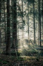 Wald-Fotografie: Tipps und Tricks für schöne Fotos von der Natur