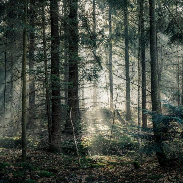 Wald-Fotografie: Tipps und Tricks für schöne Fotos von der Natur