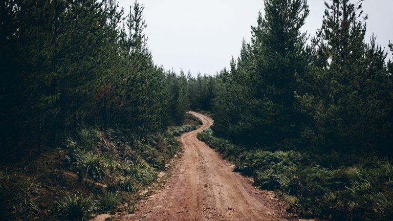 Wald-Fotografie: Blendenöffnung Wald-Fotografie: Scharfe und ebenmäßiges Bild von einem Schotterweg in der Natur