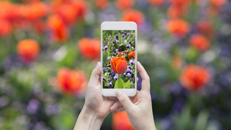 Tulpen mit dem Smartphone schön fotografieren