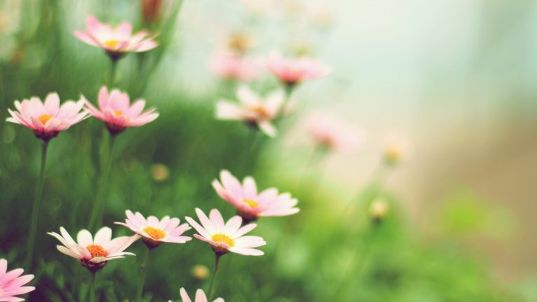 Blumen bei geöffneter Blende fotografieren und schöne Detailaufnahmen erhalten