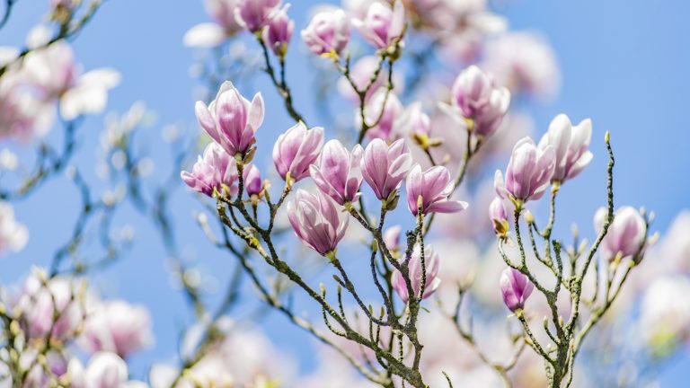 Magnolien im Frühling fotografieren
