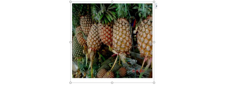 Word ClipArt: Bild mit Rahmen Word-Doc eingefügtes Bild mit Bearbeitungsrahmen