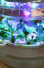 Smart Indoor Garden mit Pflanze