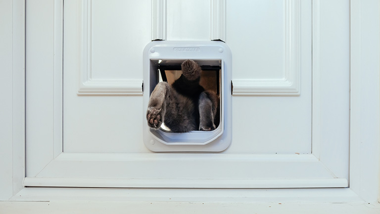 Katzenklappe in der Tür