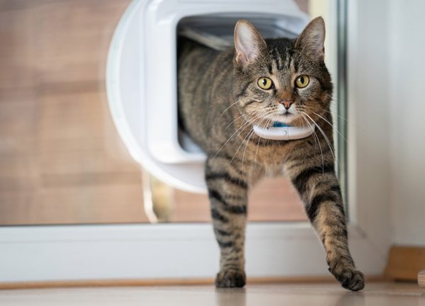 Katze mit GPS-Tracker in Katzenklappe