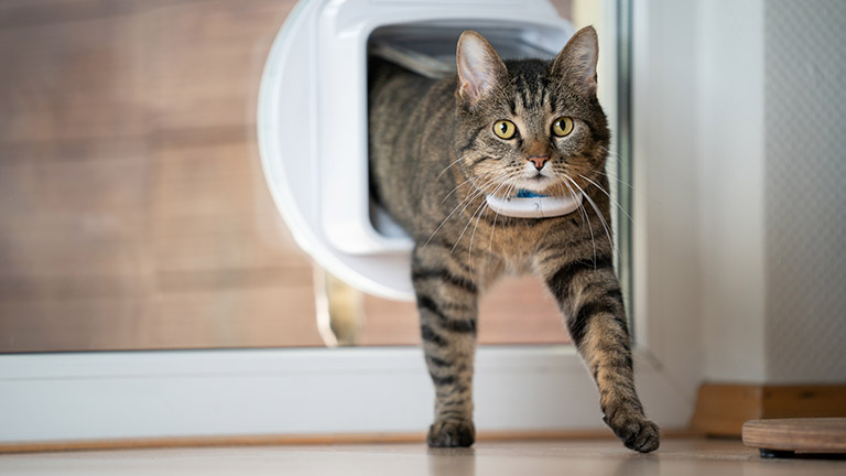 Katze mit GPS-Tracker in Katzenklappe