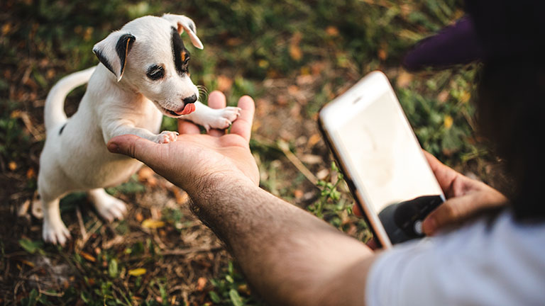 Eine Person filmt mit ihrem Smartphone einen Hundewelpen.