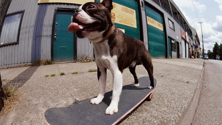Ein Foto eines Hundes auf einem Skateboard, aufgenommen mit einem Weitwinkel-Objektiv.