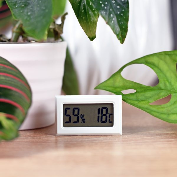 Blick auf ein Hygrometer, das zwischen Pflanzen auf einer Holzoberfl&auml;che steht.