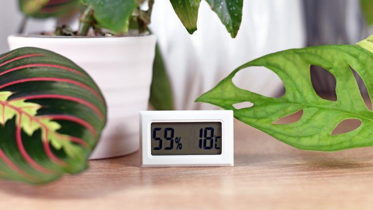 Blick auf ein Hygrometer, das zwischen Pflanzen auf einer Holzoberfl&auml;che steht.