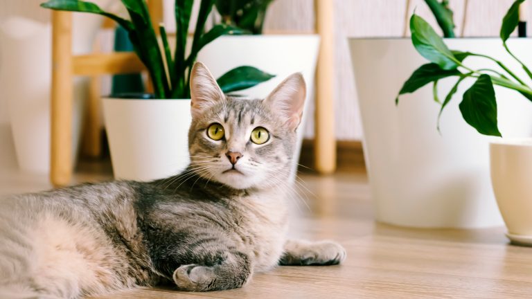 Eine Katze liegt nehmen Pflanzentöpfen auf einem Laminatboden.
