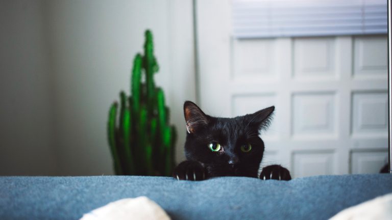 Eine schwarze Katze schaut hinter einem blauen Sofa hervor.