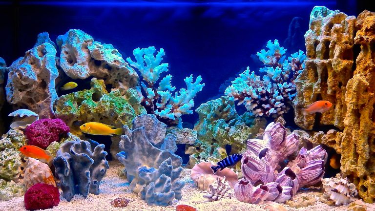Ein Aquarium mit vielen und bunten Dekorationen, Pflanzen und Fischen.