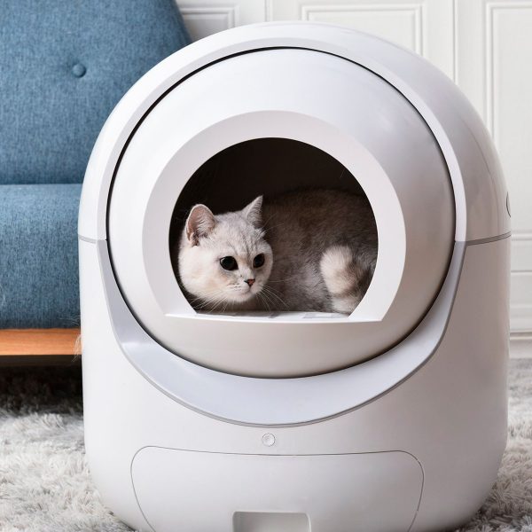 Eine Katze befindet sich in einem wei&szlig;en Katzenklo, das auf einem Teppich steht.