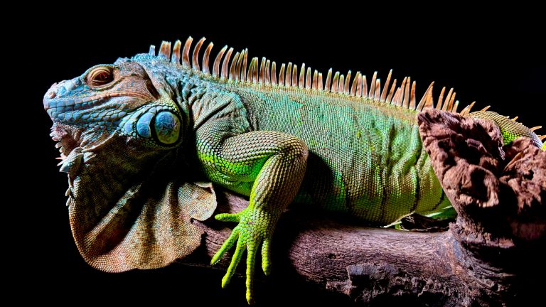 Ein farbenfroher Leguan sitzt auf einem Stück Holz vor einem schwarzen Hintergrund.