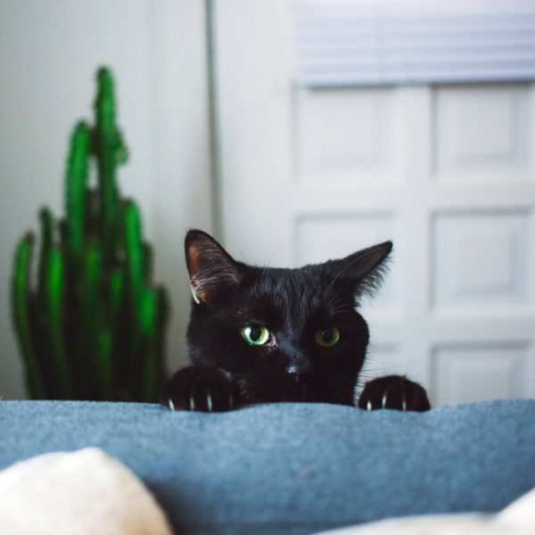 Eine schwarze Katze schaut über die Lehne eines Sofas.