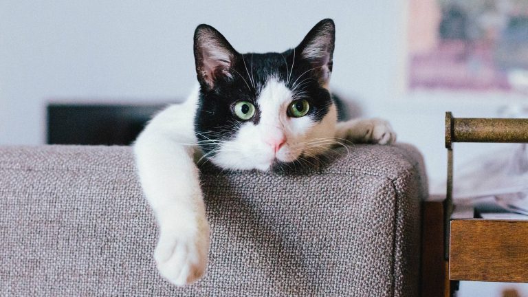 Eine Katze schaut über die Lehne eines Sofas.