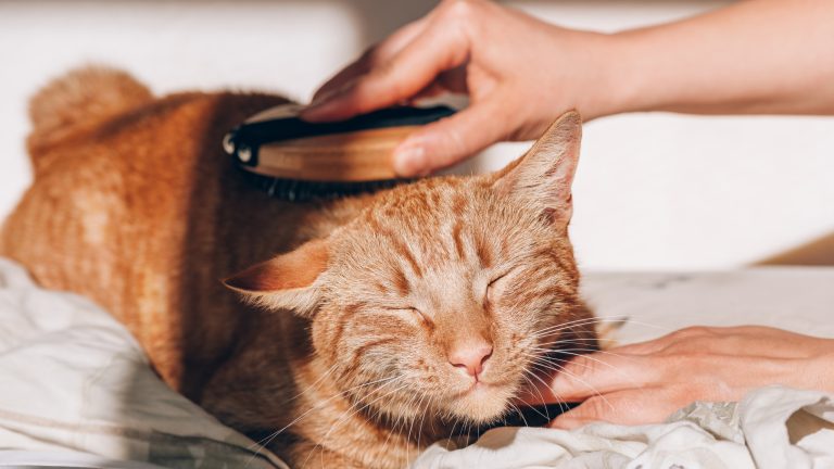 Eine Katze wird mit einer Bürste behandelt und sieht entspannt aus.
