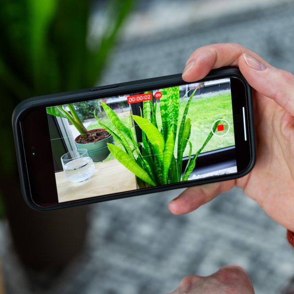 Ein iPhone 15 Pro filmt ein 3D-Video einer Zimmerpflanze.