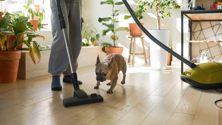 Eine Person saugt Staub in einem Raum mit vielen Pflanzen. Ein kleiner Hund spielt mit dem Staubsauger.