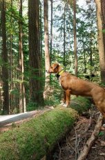 GPS Tracker für Haustiere, Schutz und Sicherheit für deinen Liebling Ein mittelgroßer, brauner Hund steht mit seinen Vorderpfoten auf einem bemoosten Baumstamm und blickt neugierig in den Wald.