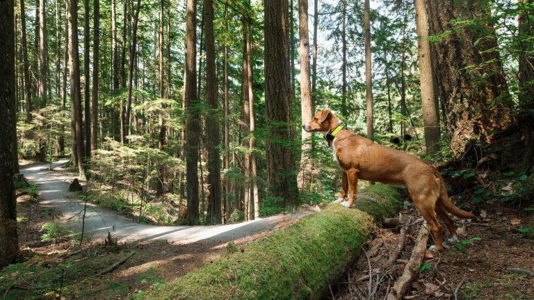 Ein mittelgro&szlig;er, brauner Hund steht mit seinen Vorderpfoten auf einem bemoosten Baumstamm und blickt neugierig in den Wald.