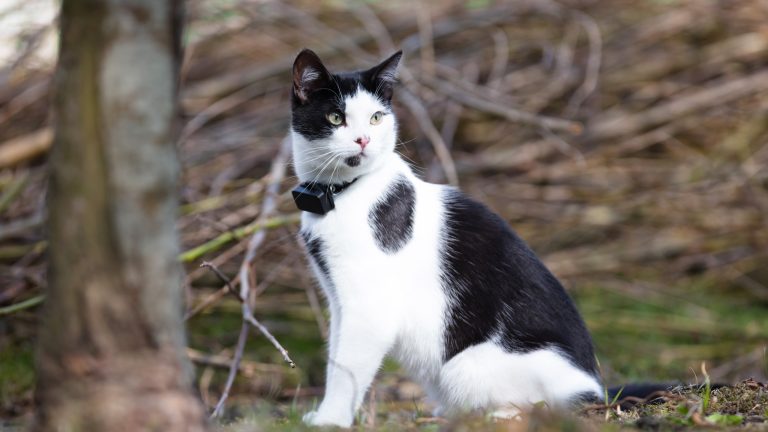 Eine schwarz-wei&szlig;e Katze sitzt in der freien Natur und tr&auml;gt ein Halsband mit einem GPS-Tracker.