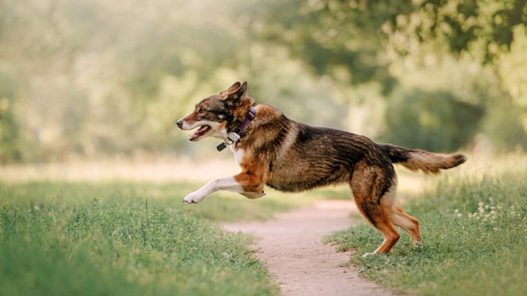 Ein mittelgro&szlig;er, brauner Hund rennt &uuml;ber eine Wiese.