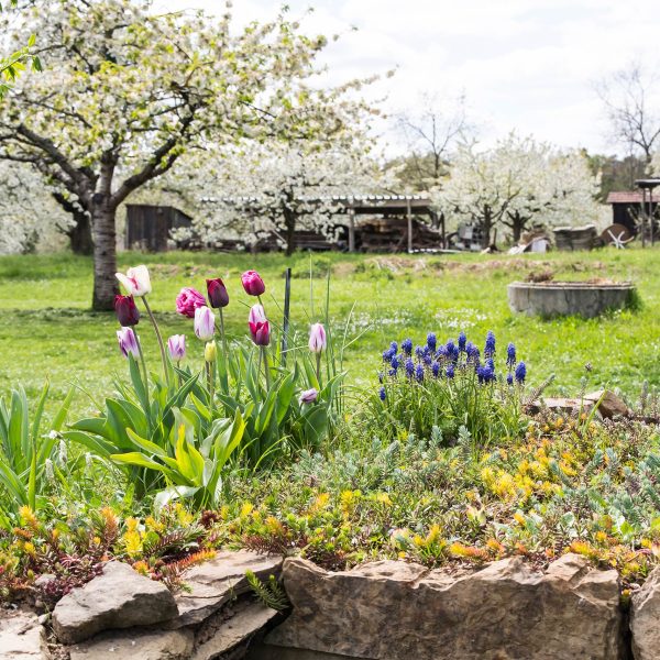 Ein gro&szlig;er Garten mit einer gr&uuml;nen Wiese, auf der wei&szlig; bl&uuml;hende B&auml;ume stehen. Im Vordergrund stehen bunte Blumen, im Hintergrund ein Geb&auml;ude aus Stein und Holz.
