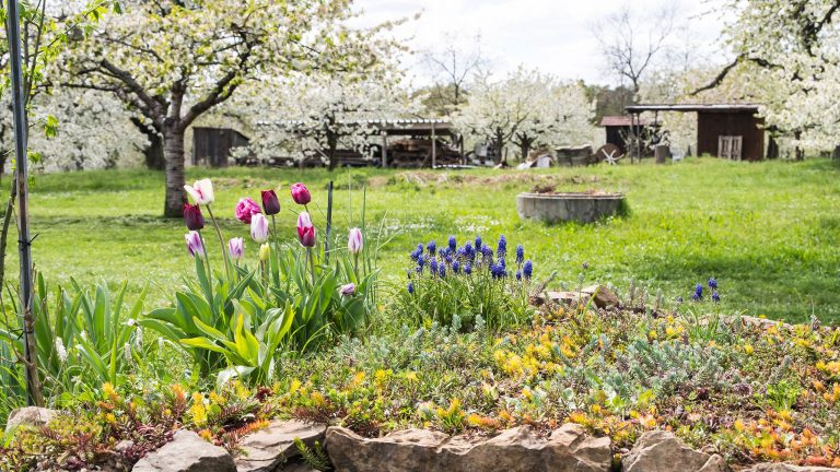 Ein gro&szlig;er Garten mit einer gr&uuml;nen Wiese, auf der wei&szlig; bl&uuml;hende B&auml;ume stehen. Im Vordergrund stehen bunte Blumen, im Hintergrund ein Geb&auml;ude aus Stein und Holz.