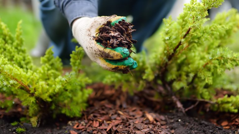 Nahaufnahme einer Hand mit einem Gartenhandschuh, die Mulch h&auml;lt.