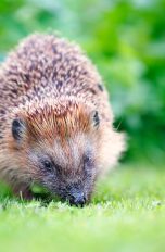 So kannst du Igel vor deinem Mähroboter schützen Ein Igel läuft schnüffelnd über Gras.