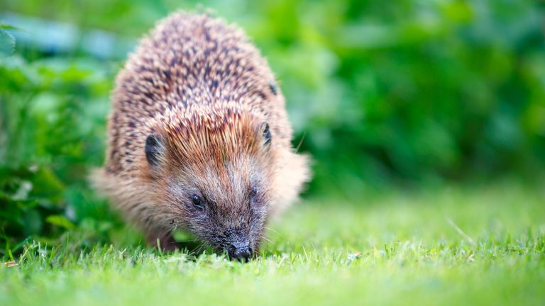 Ein Igel läuft schnüffelnd über Gras.