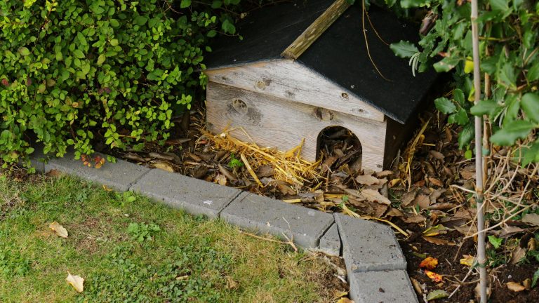 In einer Hecke steht ein kleines Holz-Häuschen mit Stroh und Rindenmulch.