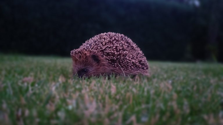 Ein Igel läuft in der Dämmerung über Gras.