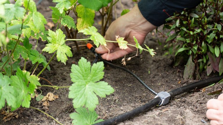 Eine Person lägt ein Tropfsystem an eine Pflanze.