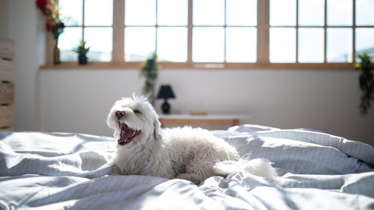 Ein Hund liegt g&auml;hnend auf einem Bett.